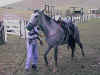 animal � venda