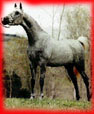 arbu