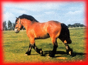 ardu