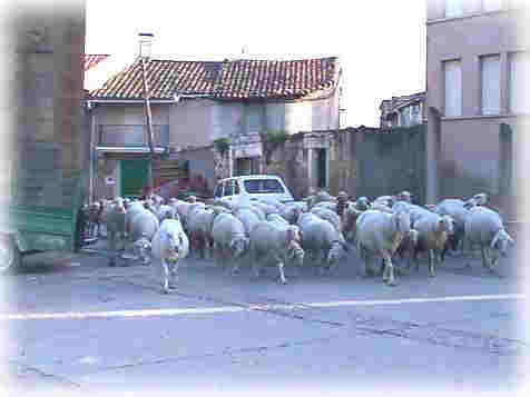 Ovejas en la plaza