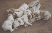 Una camada de bret�n de mi perra Nancha