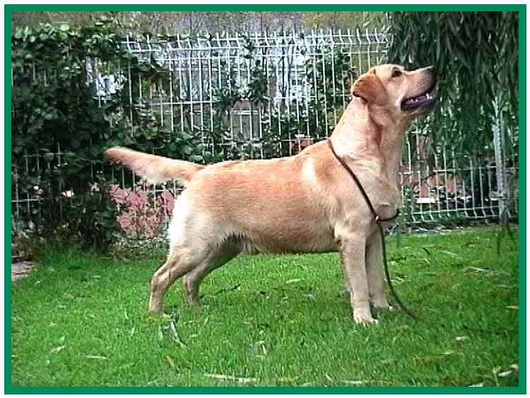 Zarco.(Canisamicus.com)