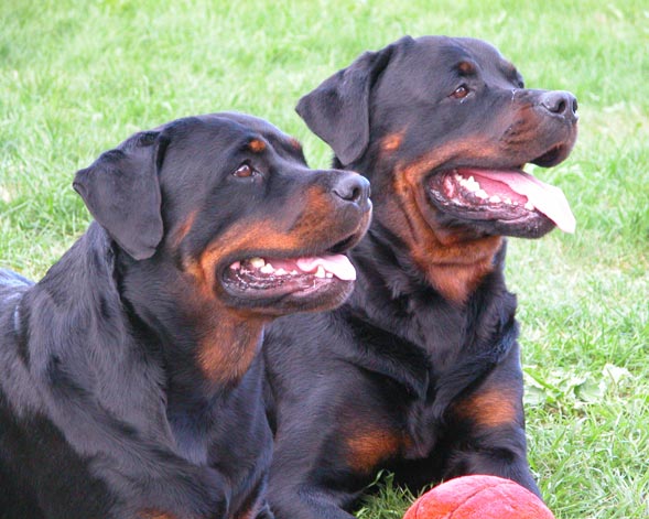 Hooch, Natasha & Dasha