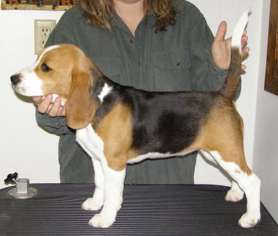 Twister standing