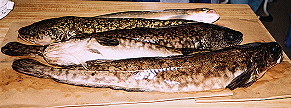 Another goooodddd!!!!! Day at Big lake 4 Burbot and one Dolly/Char