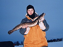 30 Inch Burbot from Big Lake Nov 17, 2001