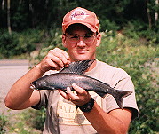 A rare Long Lake Artic Grayling Jul 01
