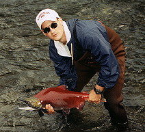 Spawning sockeye in the Russian River Alaska