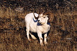 Dall Sheep picture taken by Dustin Draper