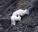 Goats along the Seward Hwy Apr 2001