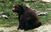 Grizzly Bear at the Alaska Zoo, Anchorage, Alaska