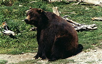 Grizzly Bear at the Alaska Zoo, Anchorage, Alaska