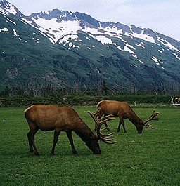 Elk in Alaska