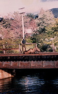 Moose got stuck on a trussel in NH in 87 when I was bass fishing in a river dumping into the Lake Winnipisakee 