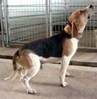 Beagles