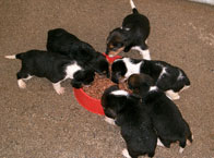 cachorros anteriores camadas