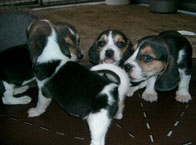 cachorros anteriores camadas