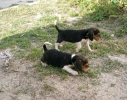 cachorros anteriores camadas