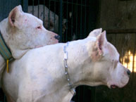 Dogos amigos