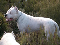 Bartolo