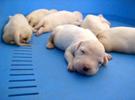 Doguitos