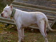 Rambo, curtido en mil batallas. Mi mejor dogo. Dic. 95 - Marzo 06