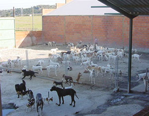 Perreras