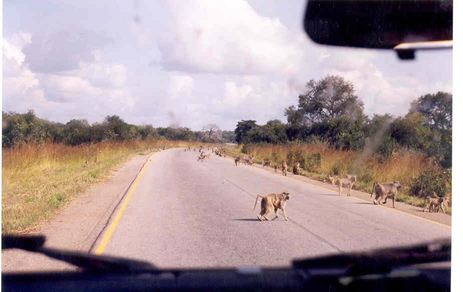 HIDDEN PIC (GIRAFFE ON THE ROAD)