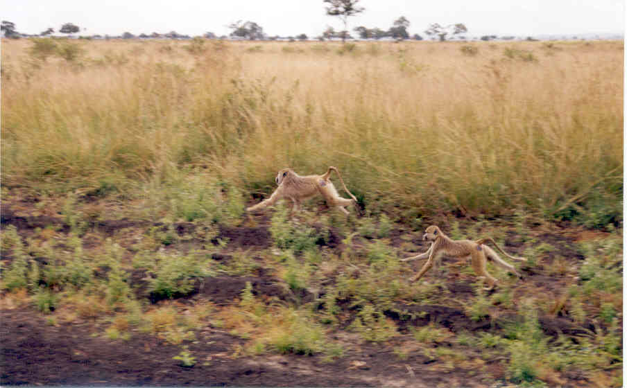 HIDDEN PIC (A GIRAFFE)