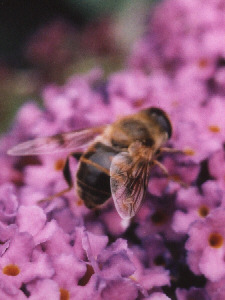 [Bee]