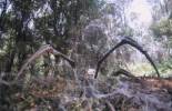 Arachnid