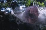 Arachnid