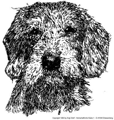 Dachshund de pelo duro