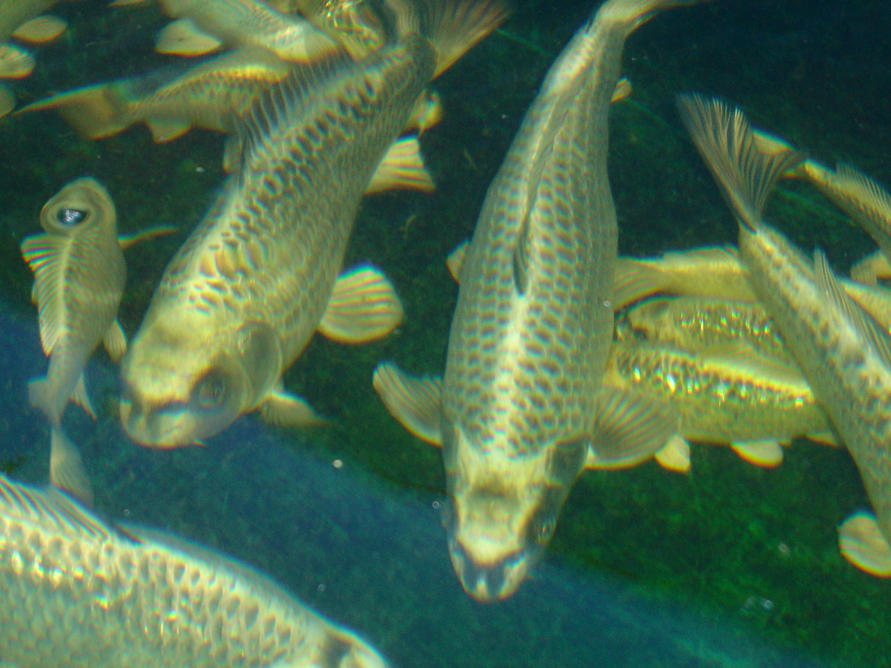 ghost carp