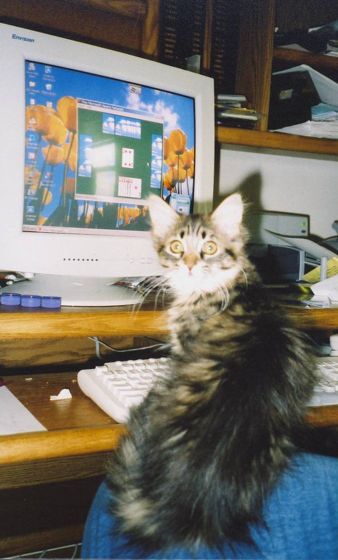 Mary playing spider solitaire
