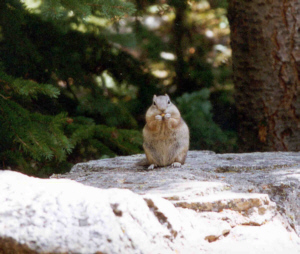 Chippy