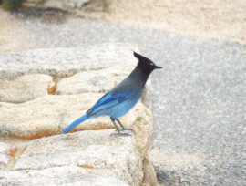 Jay
