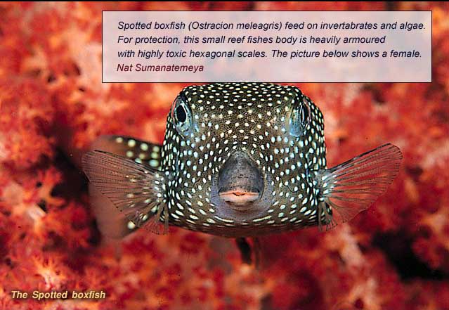 Andaman and Gulf of Thailand