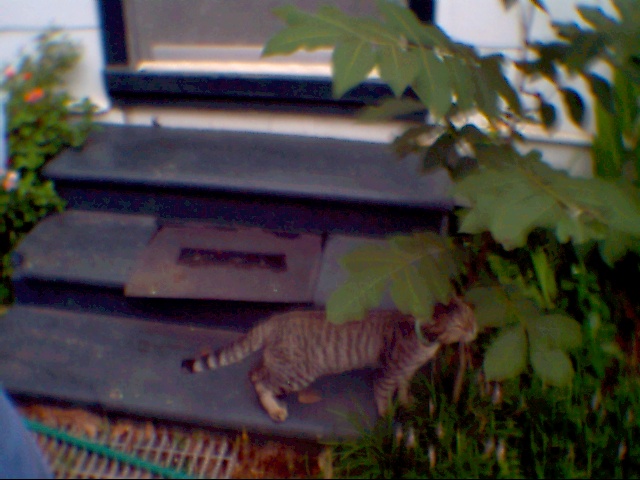 burnells cat