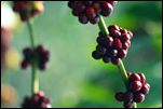 grapes