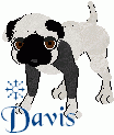 Davis, male adult. Pug/Jack Russel