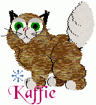 Kaffie, female adult. Chinchilla Fold/Desert Lynx