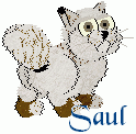 Saul, male kitten. Himadali/Desert Lynx/Egyptian Mau/Japanese Bobtail/Chinchilla Persian