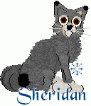 Sheridan, male adult. Himadali/Desert Lynx/Egyptian Mau/Japanese Bobtail/Chinchilla Persian