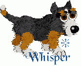 Whisper, male adult. Scottie/Greater Swiss Mountain Dog