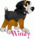 Windy, female puppy. Scottie/Greater Swiss Mountain Dog