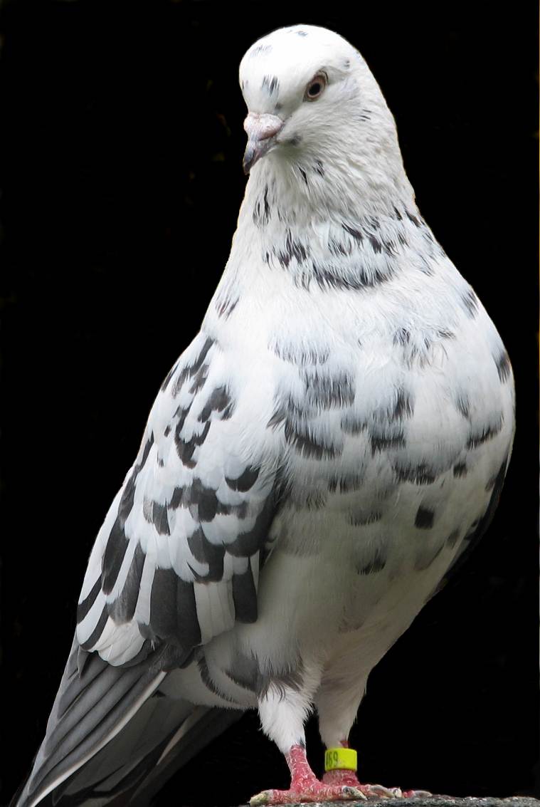 Mottle Andalusion roller cock