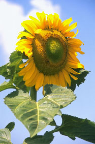 Brighten your day!