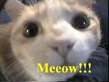 Meeow!