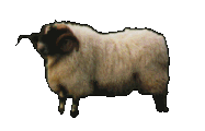 sheep